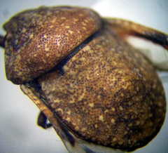 Psacasta exanthematica