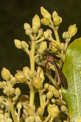 Harpobittacus similis