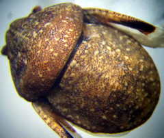 Psacasta exanthematica