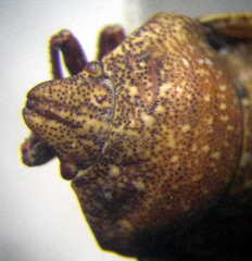 Psacasta exanthematica