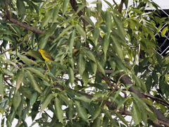 Cardellina pusilla