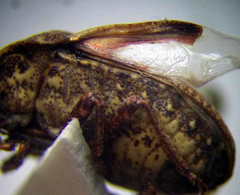 Psacasta exanthematica