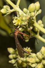 Harpobittacus similis