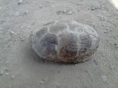 Kinosternon integrum