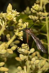 Harpobittacus similis