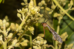Harpobittacus similis