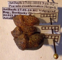 Psacasta exanthematica