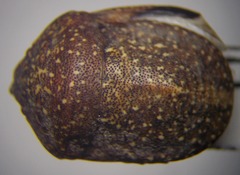 Psacasta exanthematica