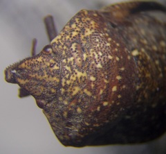 Psacasta exanthematica