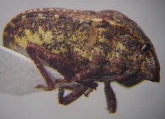 Psacasta exanthematica