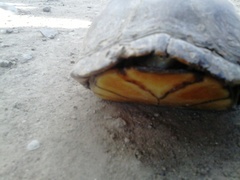 Kinosternon integrum