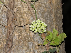 Funastrum bilobum