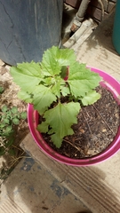 Angiospermae