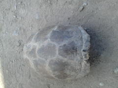 Kinosternon integrum