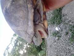 Kinosternon integrum