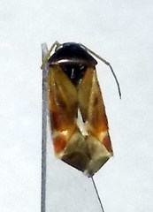 Psallus anticus