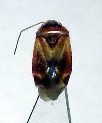Psallus anticus