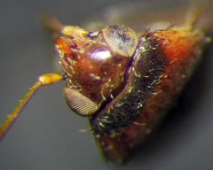 Psallus anticus