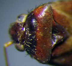 Psallus anticus