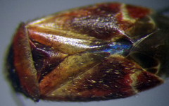 Psallus anticus