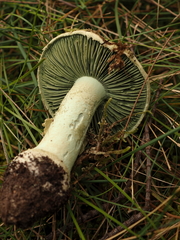 Amanita austroviridis