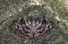 Ebrietas anacreon