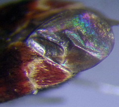 Psallus anticus