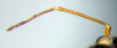 Psallus anticus