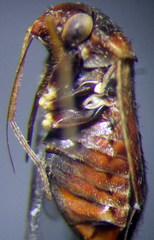 Psallus anticus