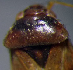 Psallus anticus