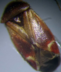 Psallus anticus