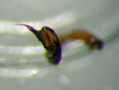 Psallus anticus