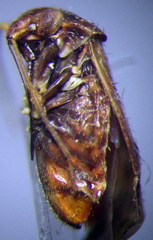 Psallus anticus
