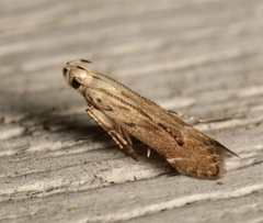 Monochroa angustipennella