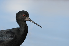 Himantopus novaezelandiae