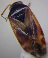 Psallus anticus