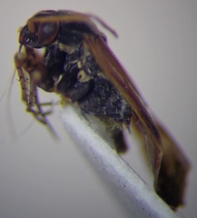 Psallus anticus