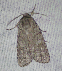Acronicta impleta