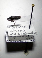 Pyrrhocoris marginatus