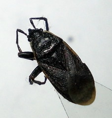 Pyrrhocoris marginatus