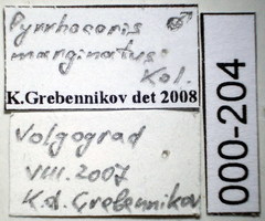 Pyrrhocoris marginatus