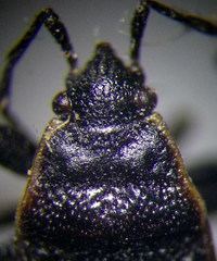 Pyrrhocoris marginatus