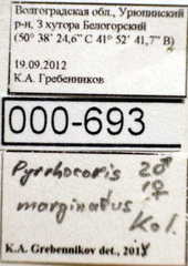 Pyrrhocoris marginatus