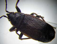 Pyrrhocoris marginatus