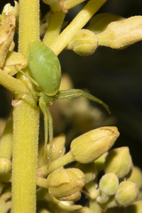 Cetratus