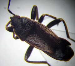 Pyrrhocoris marginatus