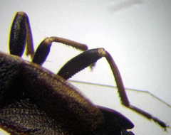 Pyrrhocoris marginatus