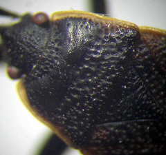 Pyrrhocoris marginatus