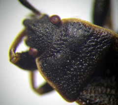 Pyrrhocoris marginatus