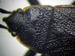 Pyrrhocoris marginatus